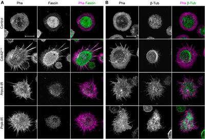 Frontiers | p53 Related Protein Kinase is Required for Arp2/3